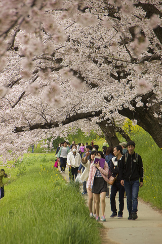 Illustration for article titled Random Walk Around My Place #2: Sakura Edition
